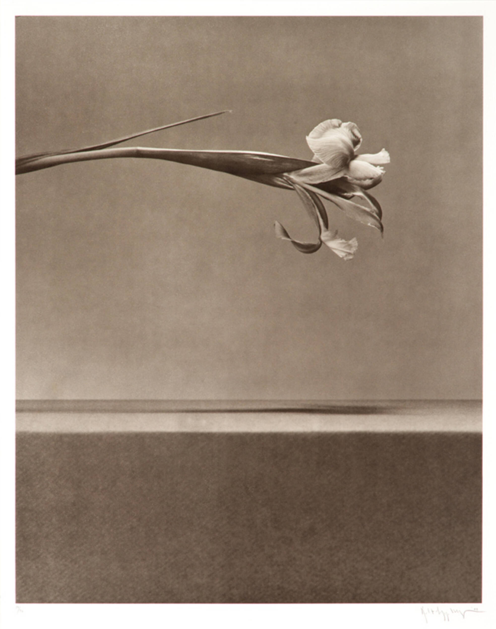175: ROBERT MAPPLETHORPE, Untitled (from Flowers Portfolio 